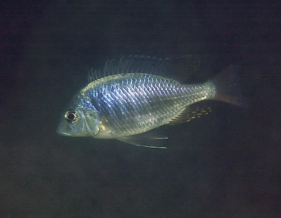 Placidochromis longimanus 'Thumbi East Island'